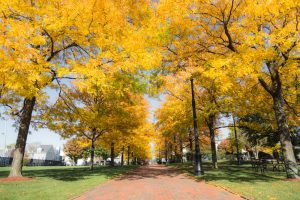 Massachusetts Foliage